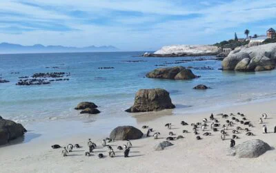 Coastal Safari