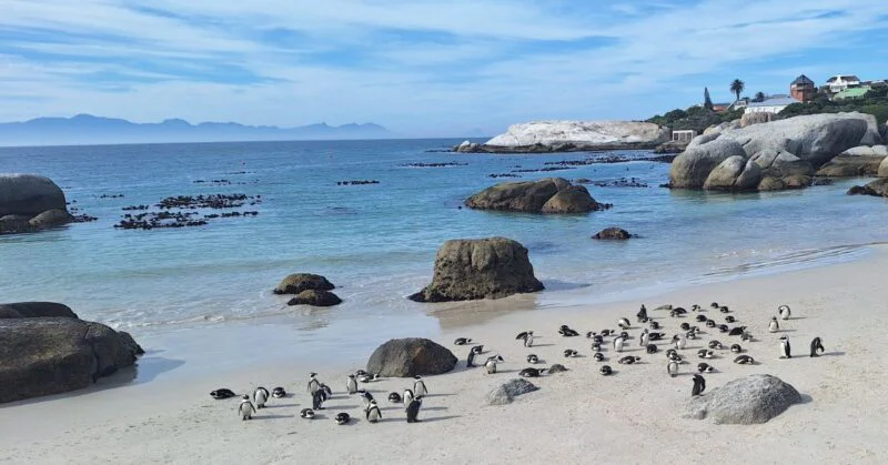 Coastal Safari