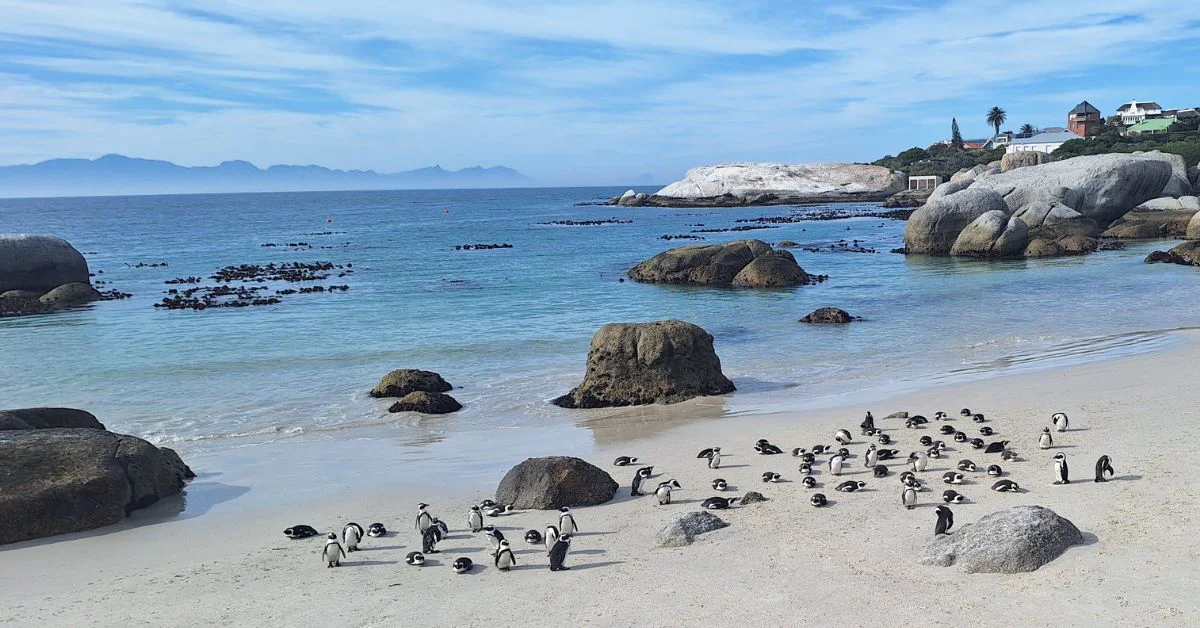 Coastal Safari